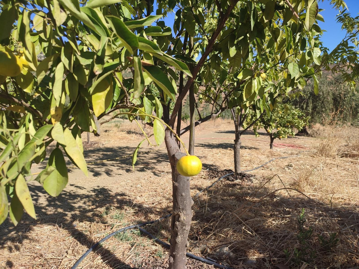 Grond te koop in Casarabonela | 0 slaapkamers H5302831