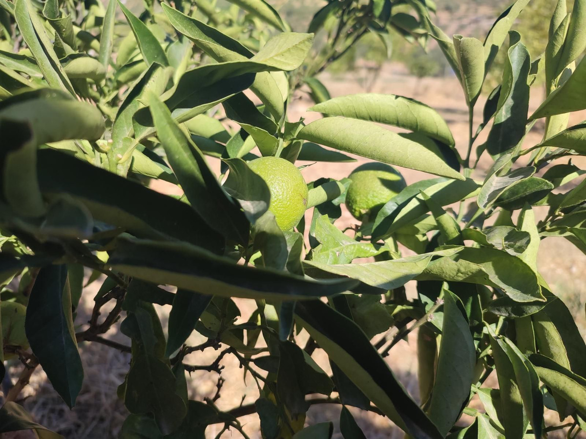 Grond te koop in Casarabonela | 0 slaapkamers H5302831