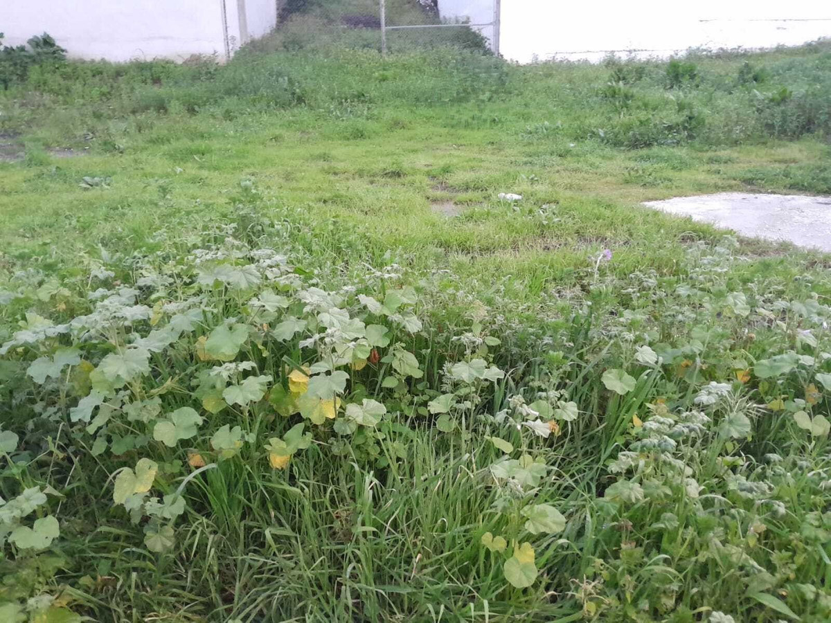 Percelen te koop in Casares | 0 slaapkamers H5368159