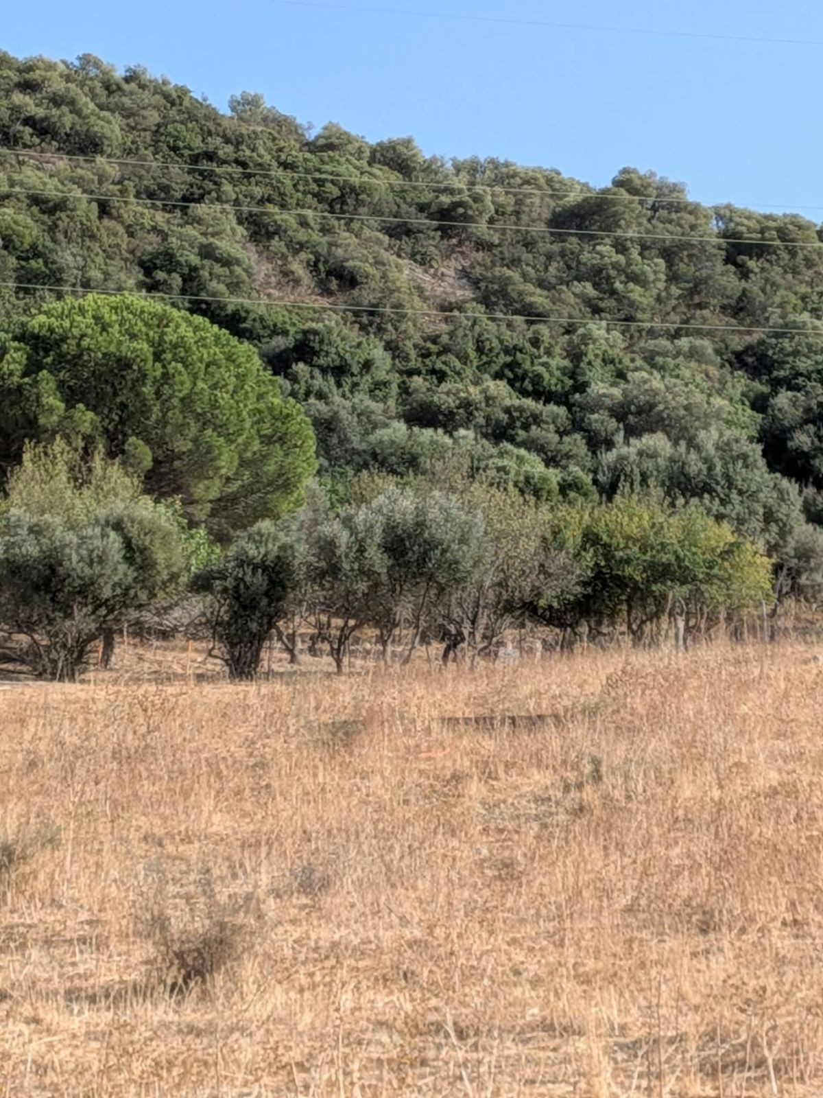 Grond te koop in Casares | 0 slaapkamers H5524651