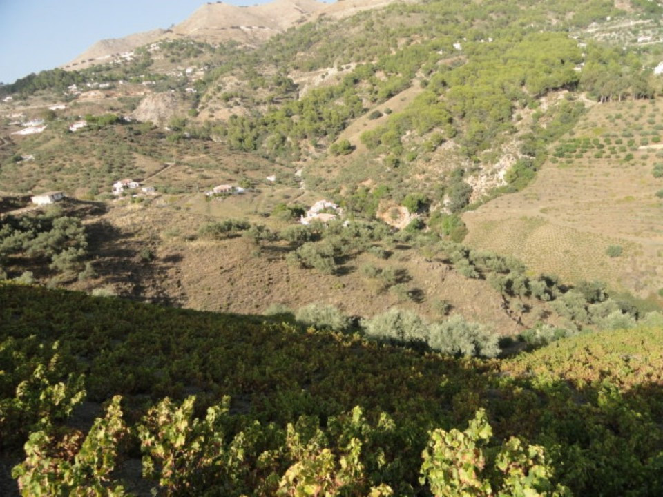 Grond in Cómpeta-6