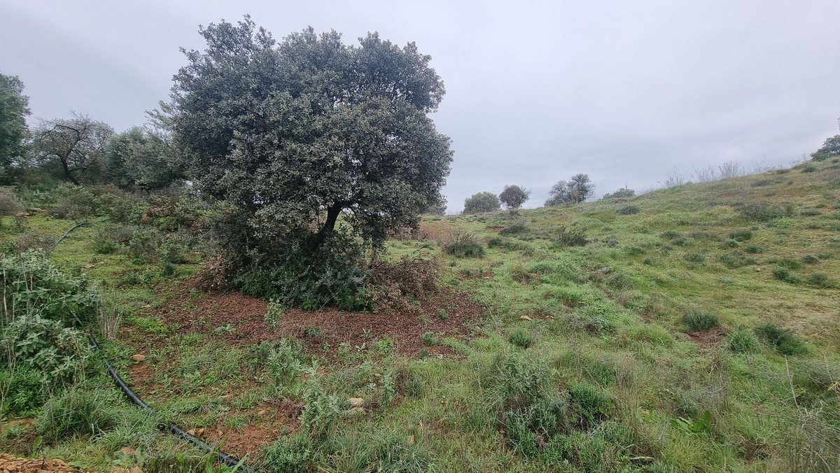 Grond in Coín-3
