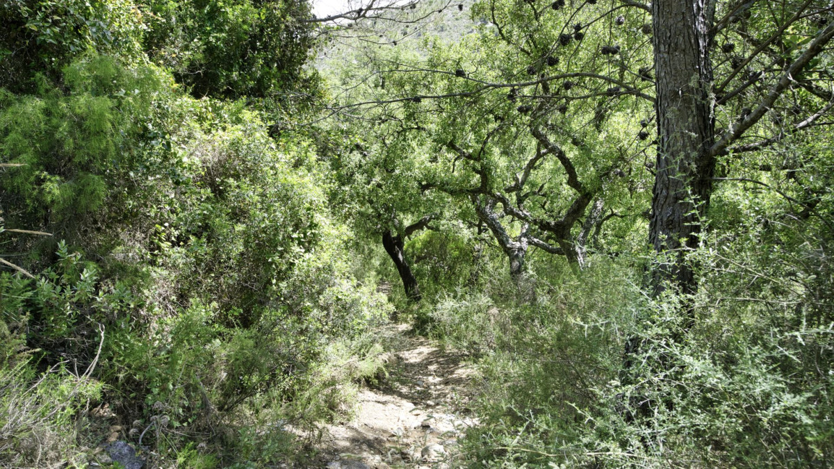 Land for sale in Coín | 0 bedrooms H5110540