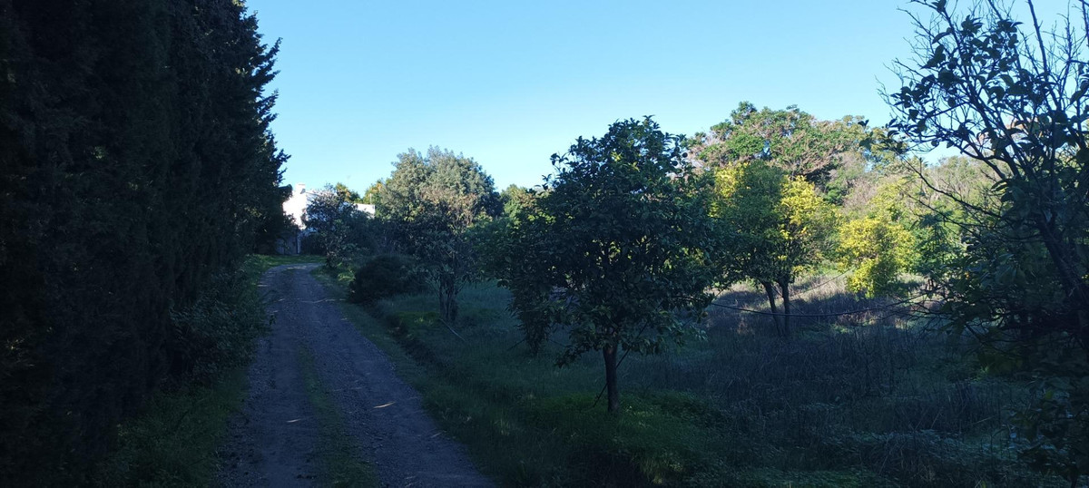 Grond in El Padron-10