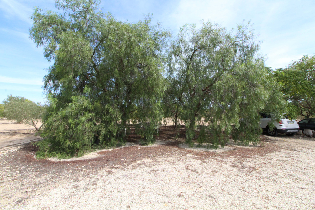 Grond te koop in Elche | 0 slaapkamers H4411660