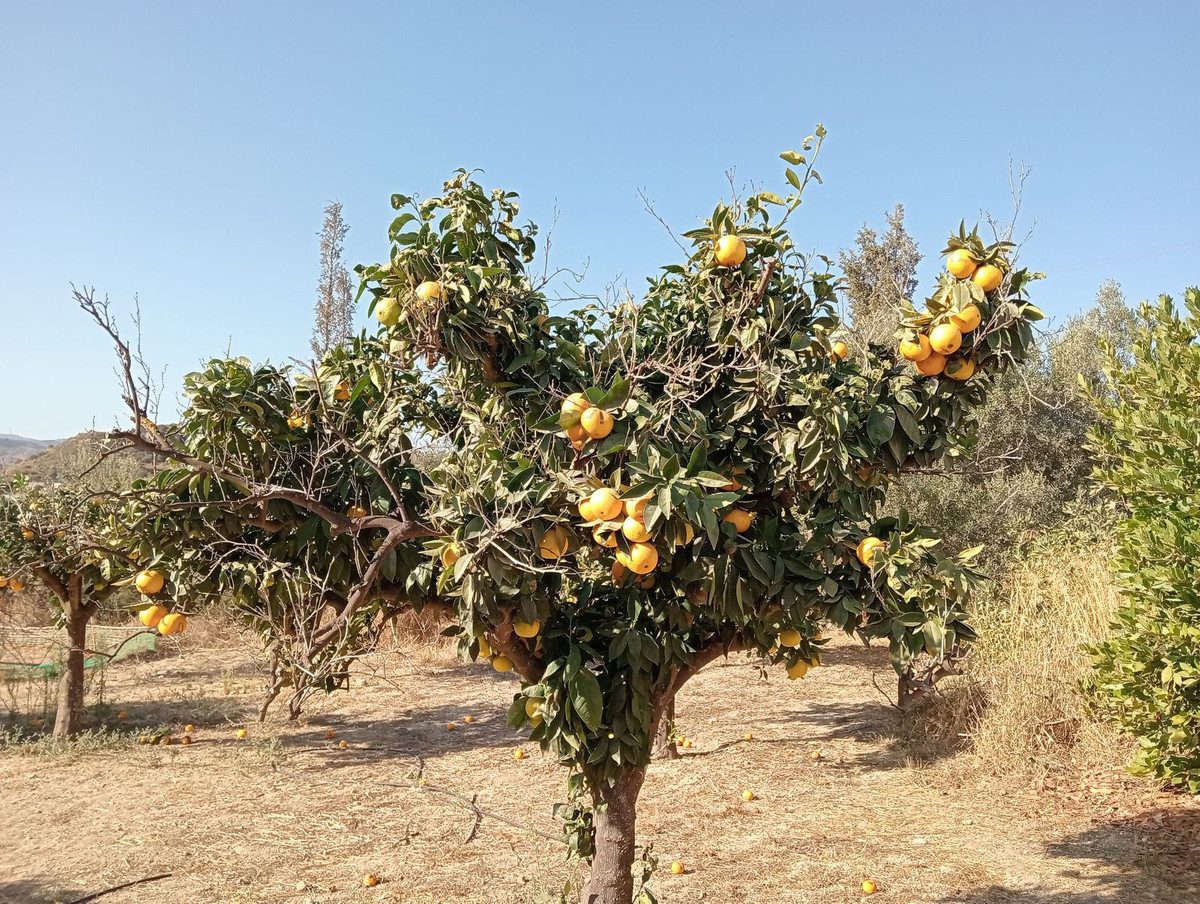 Percelen te koop in Estación de Campanillas | 0 slaapkamers H5365972