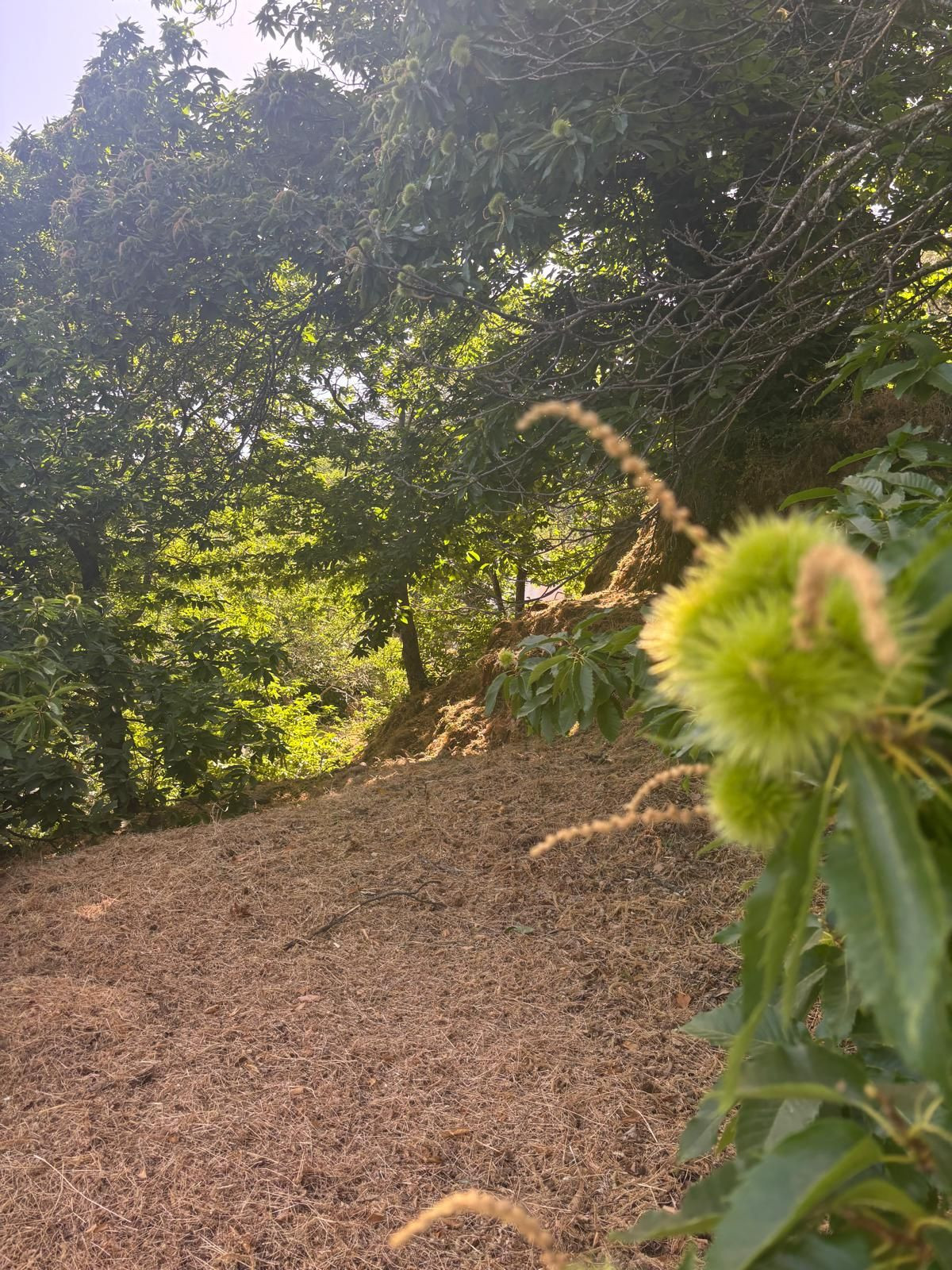 Percelen te koop in Estepona | 0 slaapkamers H5185108