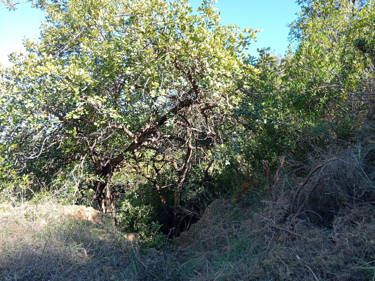 Grond in Montes de Málaga-5