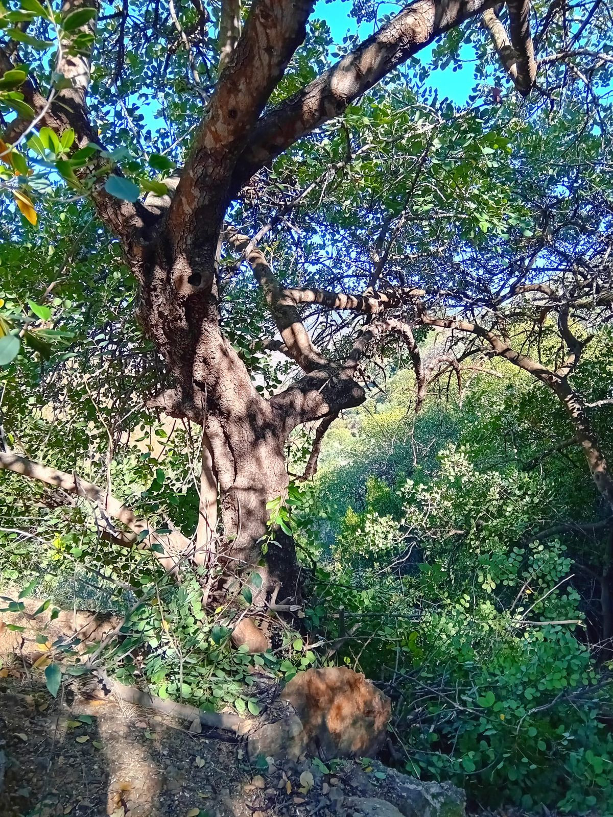 Grond in Montes de Málaga-7