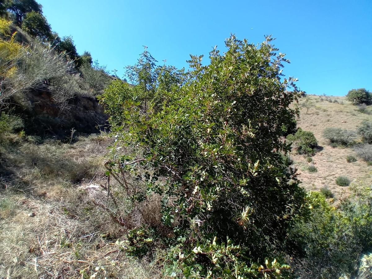 Grond in Montes de Málaga-9