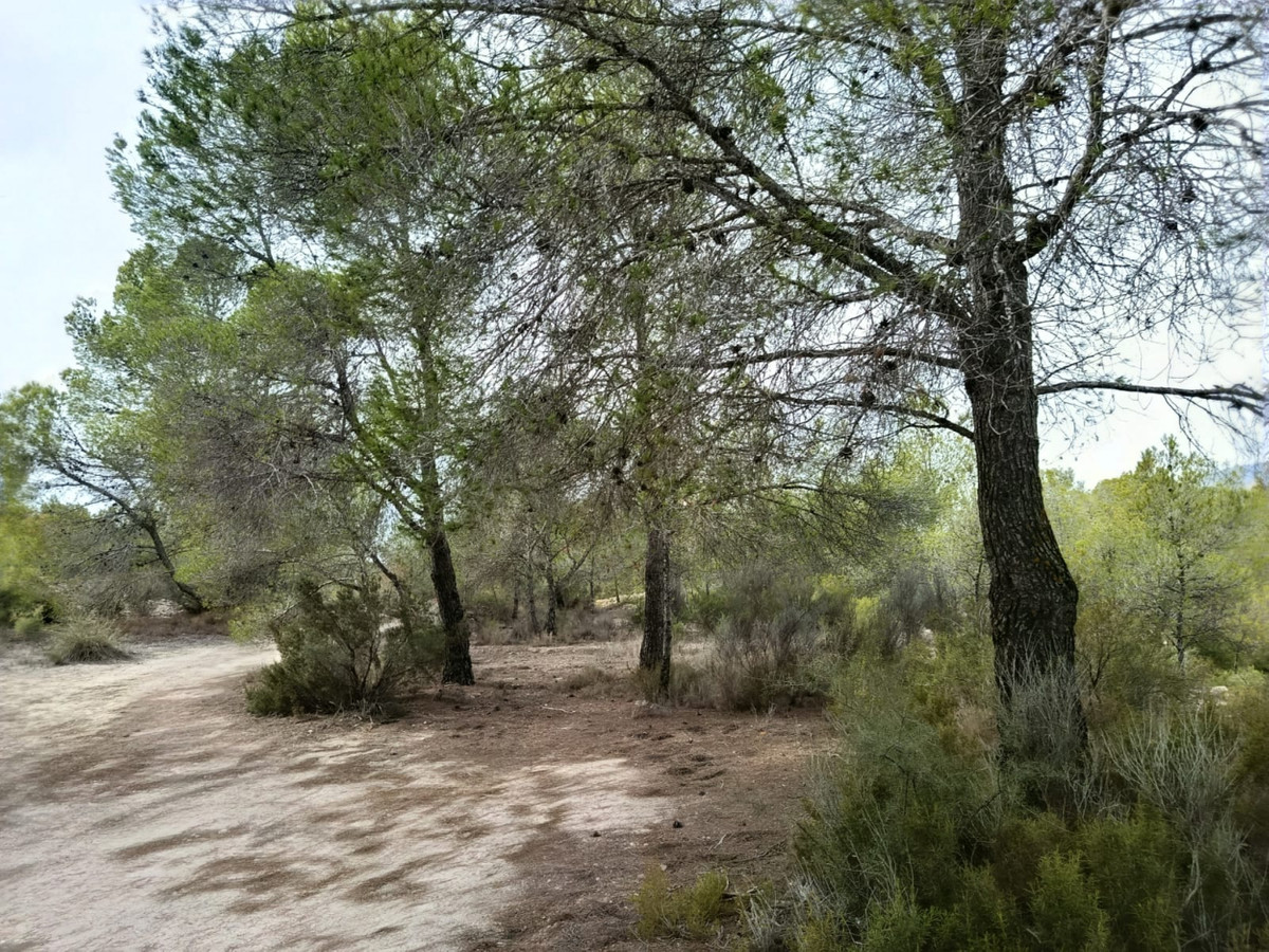 Percelen te koop in Monóvar | 0 slaapkamers H5200486