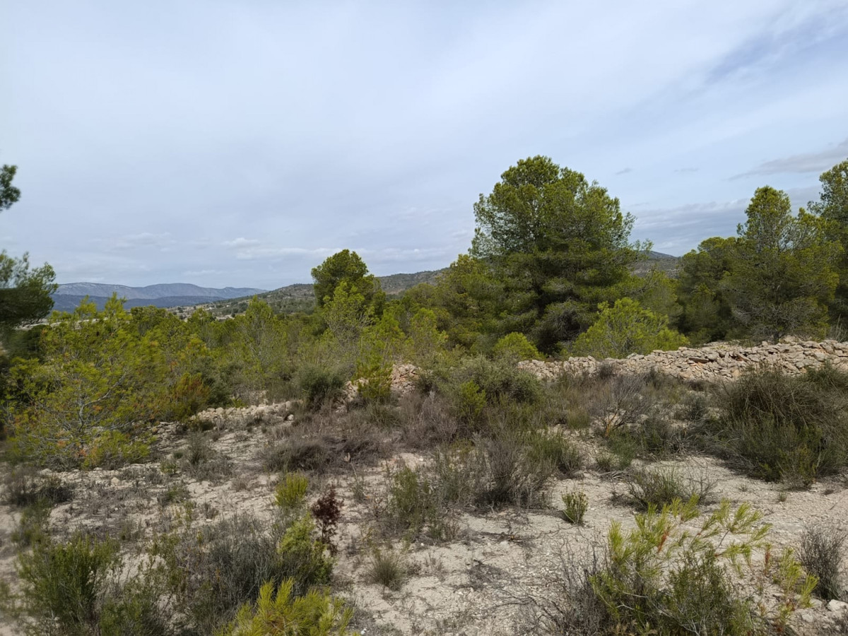 Percelen te koop in Monóvar | 0 slaapkamers H5200486