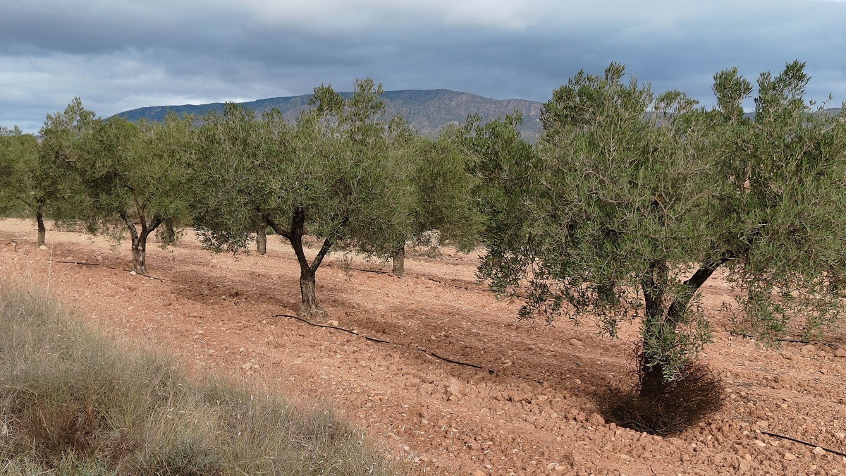 Grond te koop in Monóvar | 0 slaapkamers H5335831