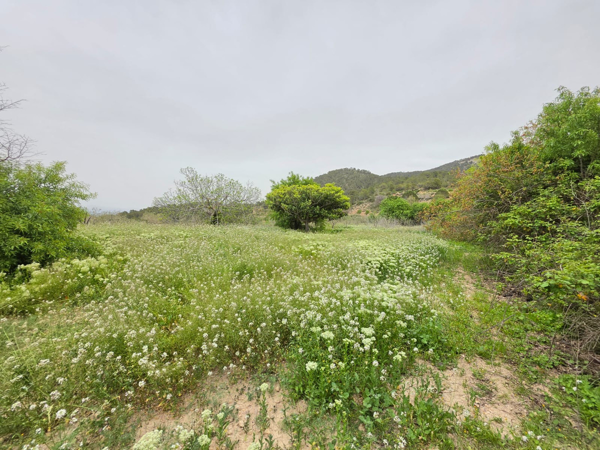 Grond te koop in Monóvar | 0 slaapkamers H5341219