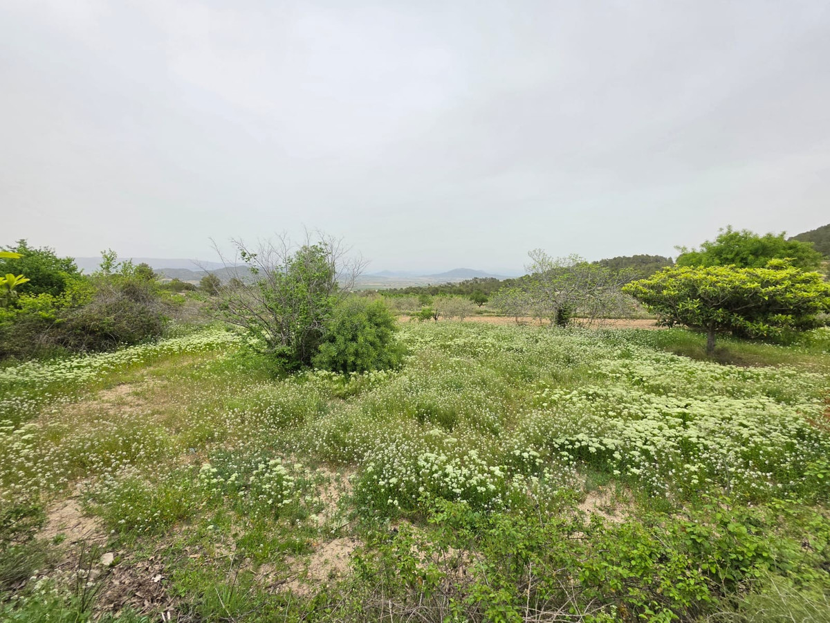 Grond te koop in Monóvar | 0 slaapkamers H5341219