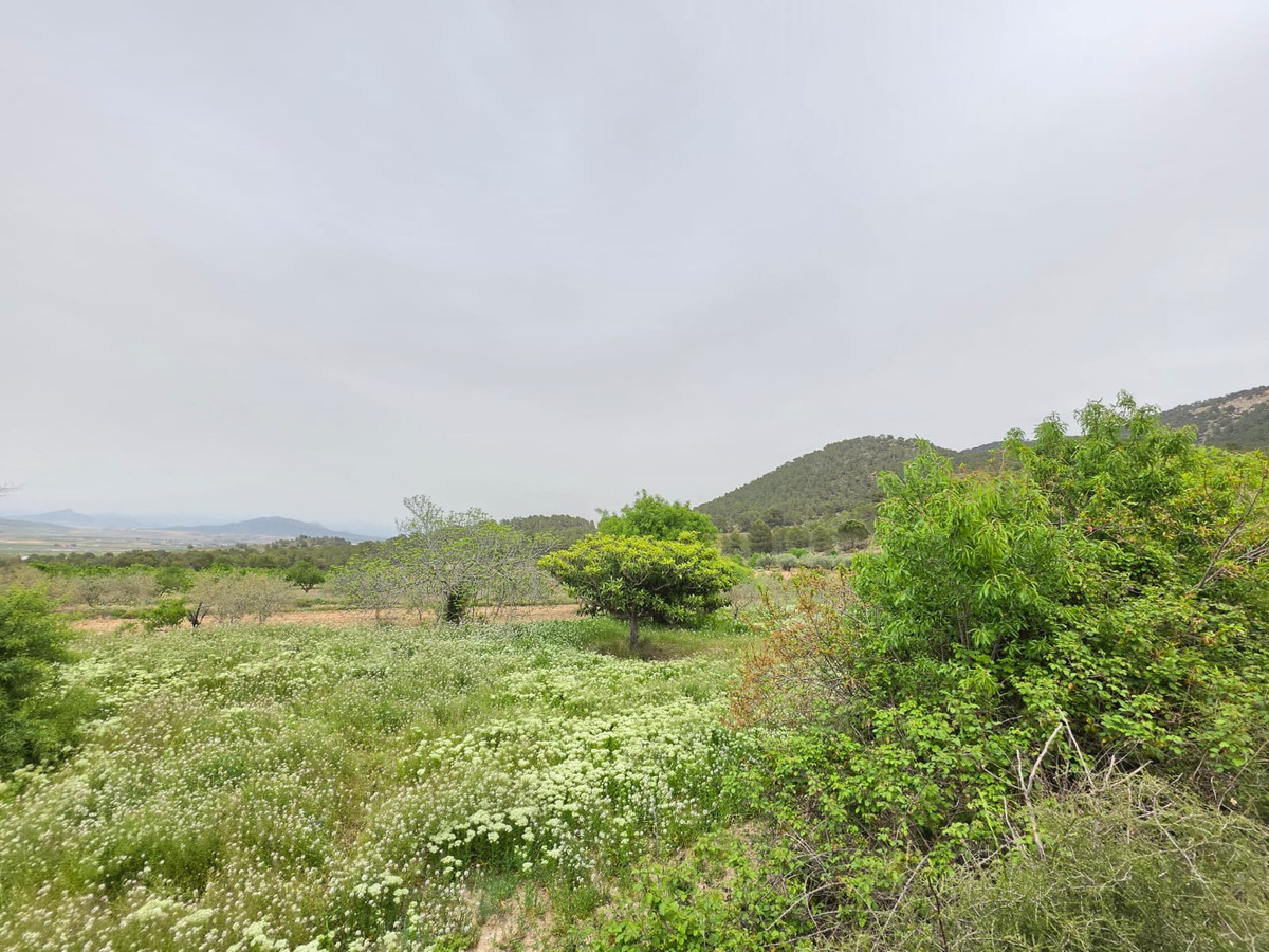 Grond te koop in Monóvar | 0 slaapkamers H5341219