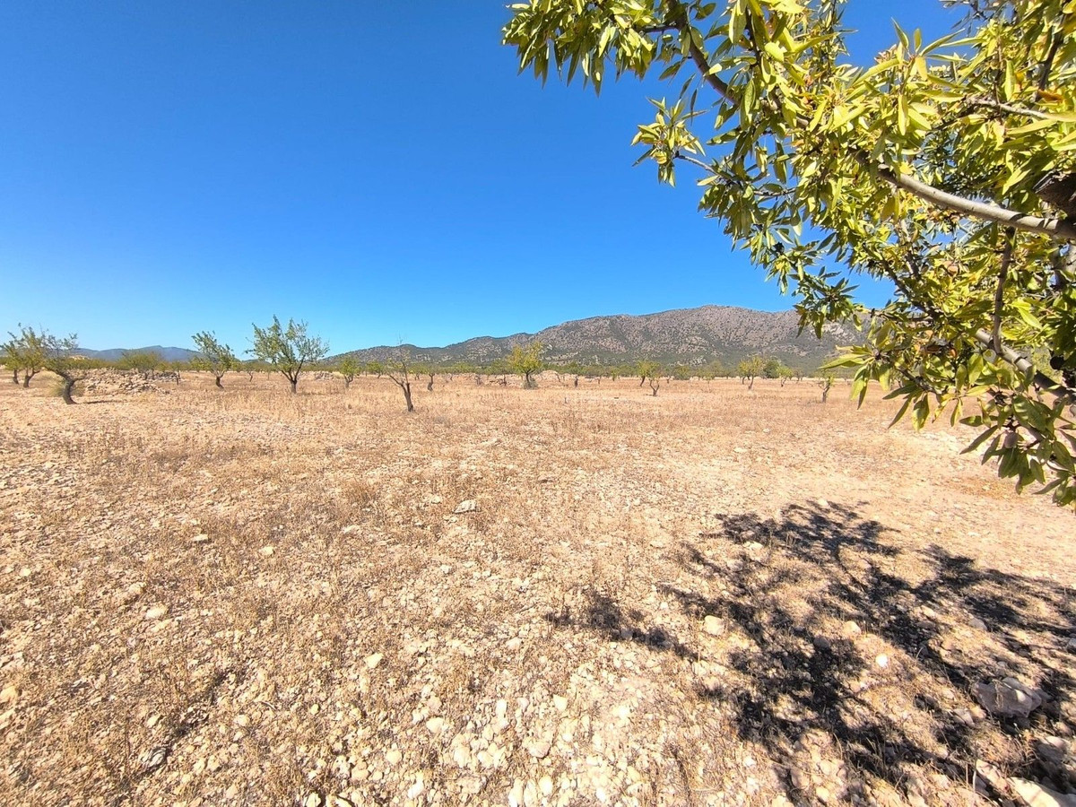 Grond te koop in Monóvar | 0 slaapkamers H5508583