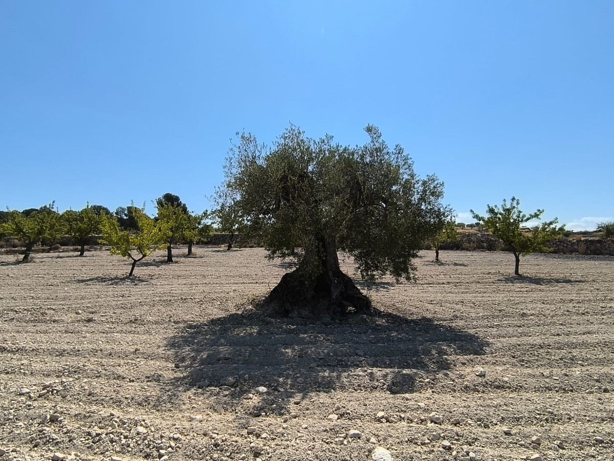 Grond te koop in Monóvar | 0 slaapkamers H5509222