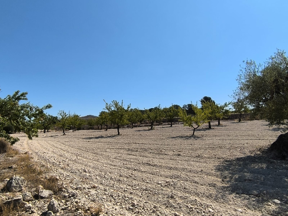 Grond te koop in Monóvar | 0 slaapkamers H5509222