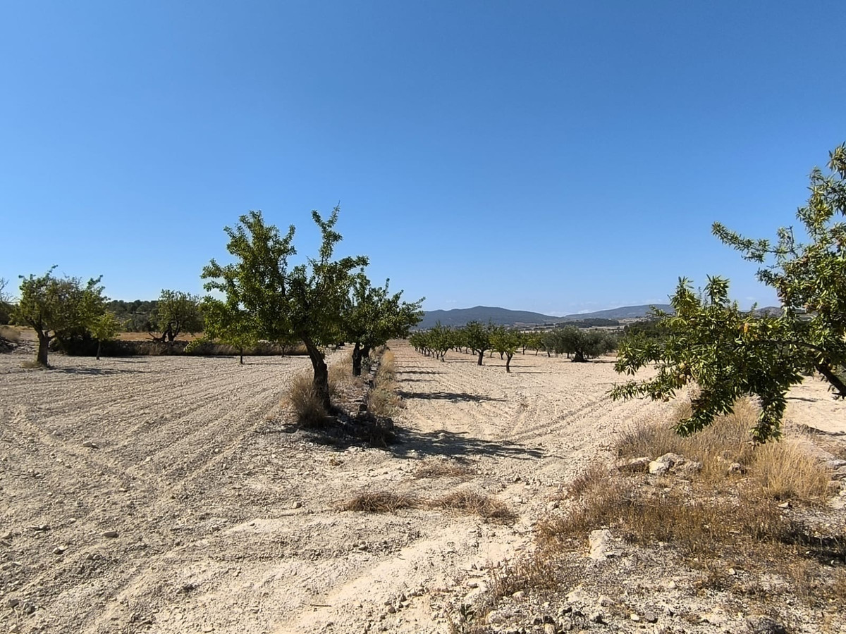 Grond te koop in Monóvar | 0 slaapkamers H5509222