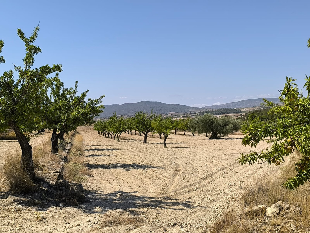 Grond te koop in Monóvar | 0 slaapkamers H5509222