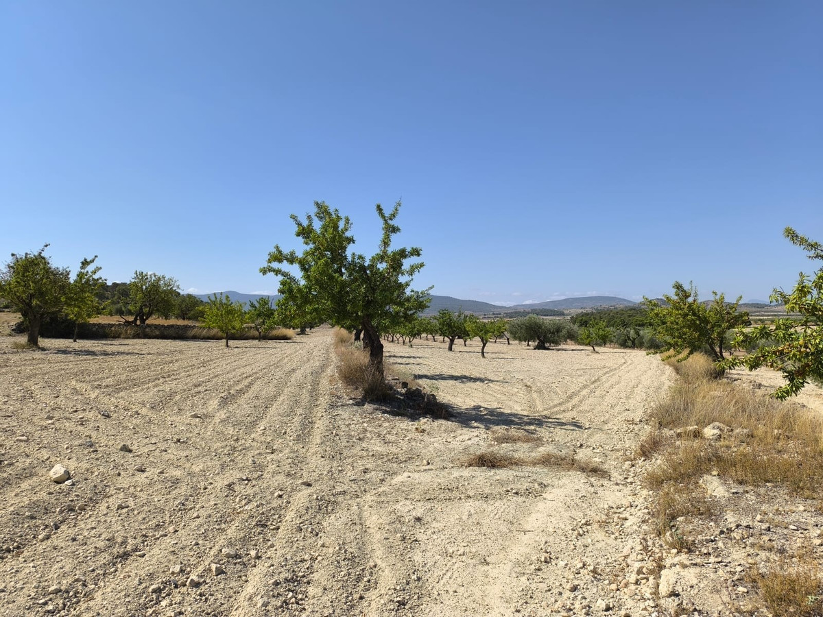 Grond te koop in Monóvar | 0 slaapkamers H5509222