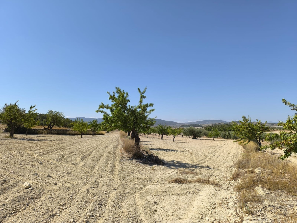 Grond te koop in Monóvar | 0 slaapkamers H5509222
