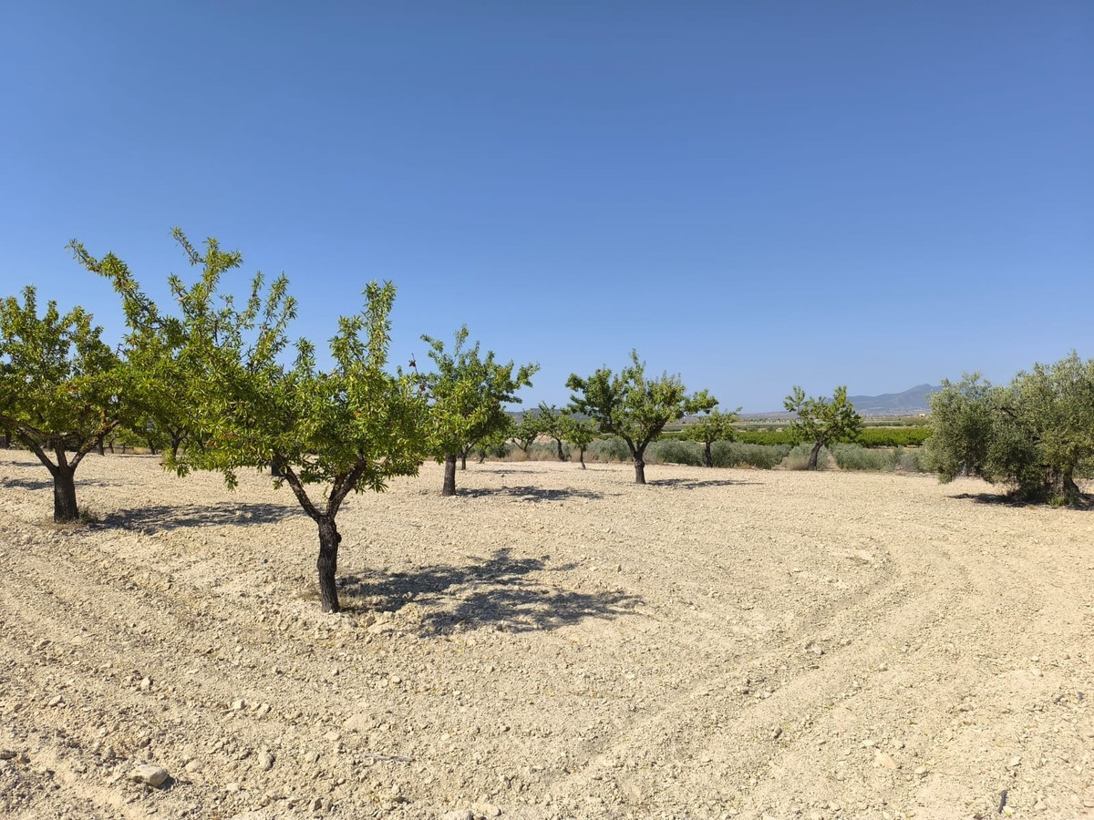 Grond te koop in Monóvar | 0 slaapkamers H5509222