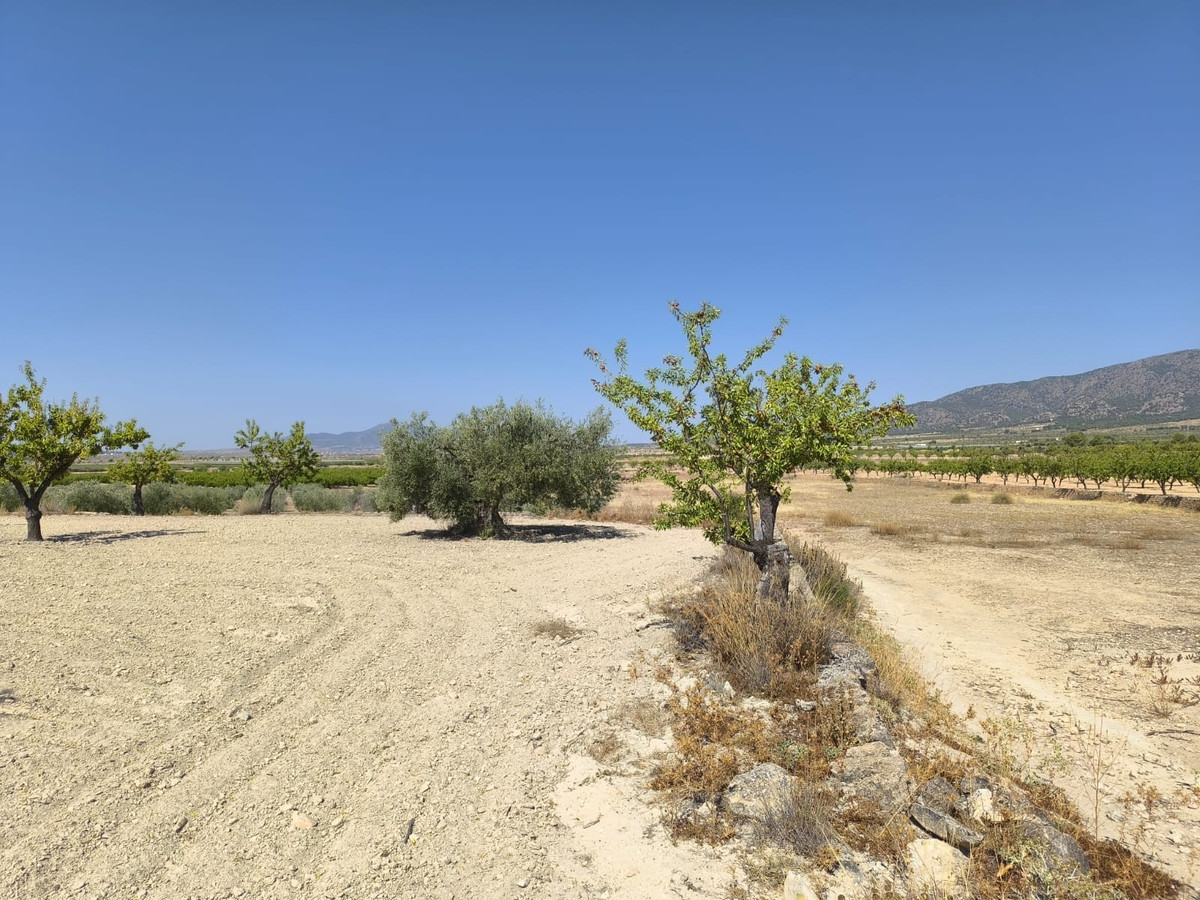 Grond te koop in Monóvar | 0 slaapkamers H5509222