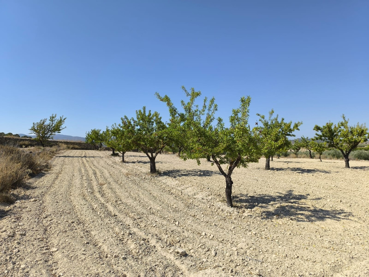Grond te koop in Monóvar | 0 slaapkamers H5509222