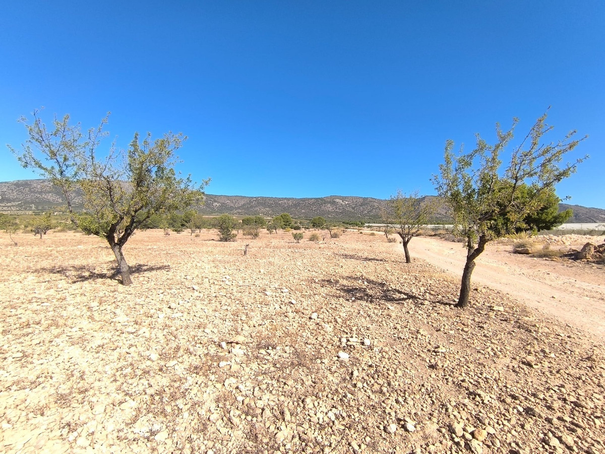 Grond te koop in Monóvar | 0 slaapkamers H5509255