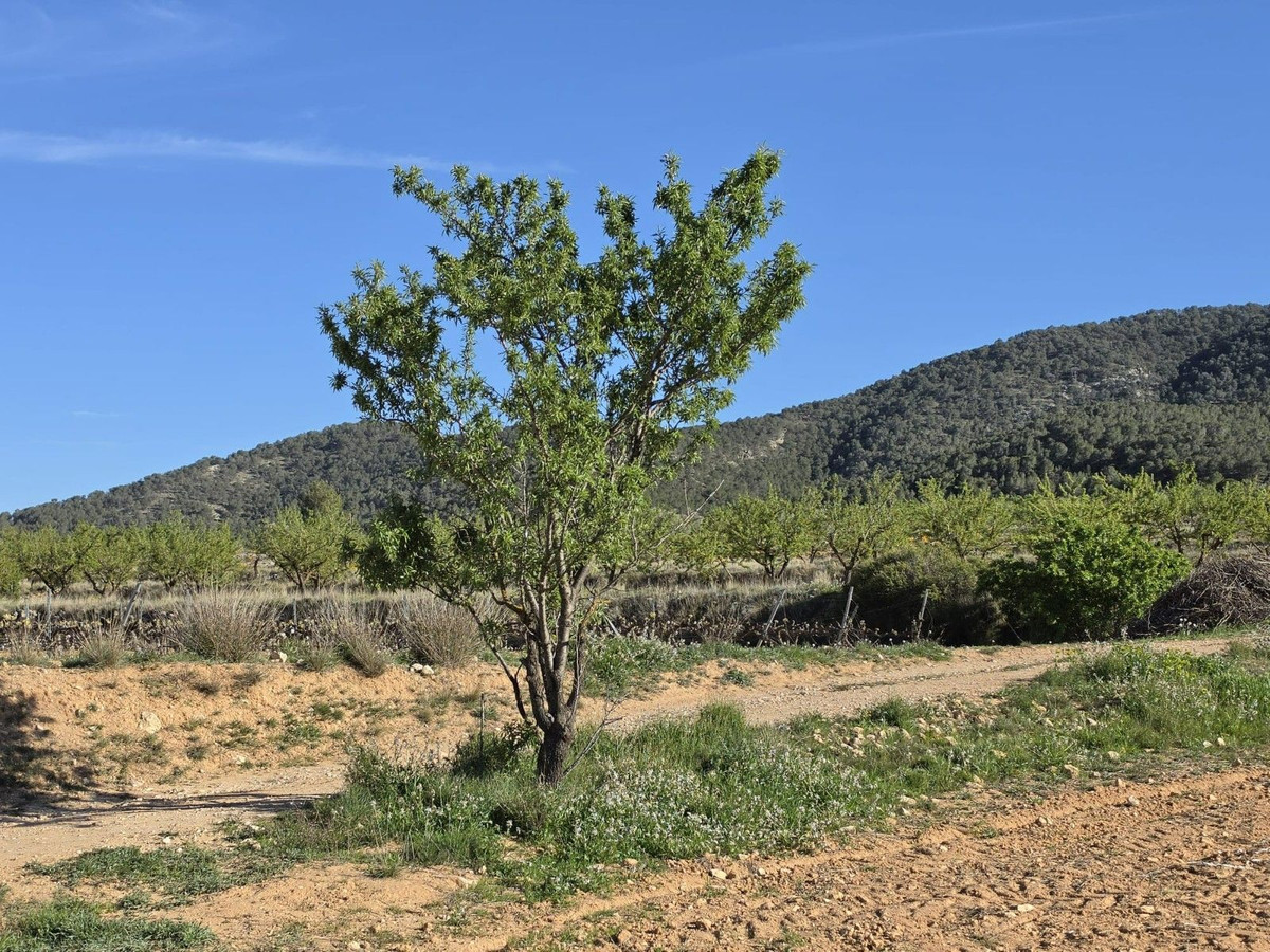 Grond te koop in Monóvar | 0 slaapkamers H5509309