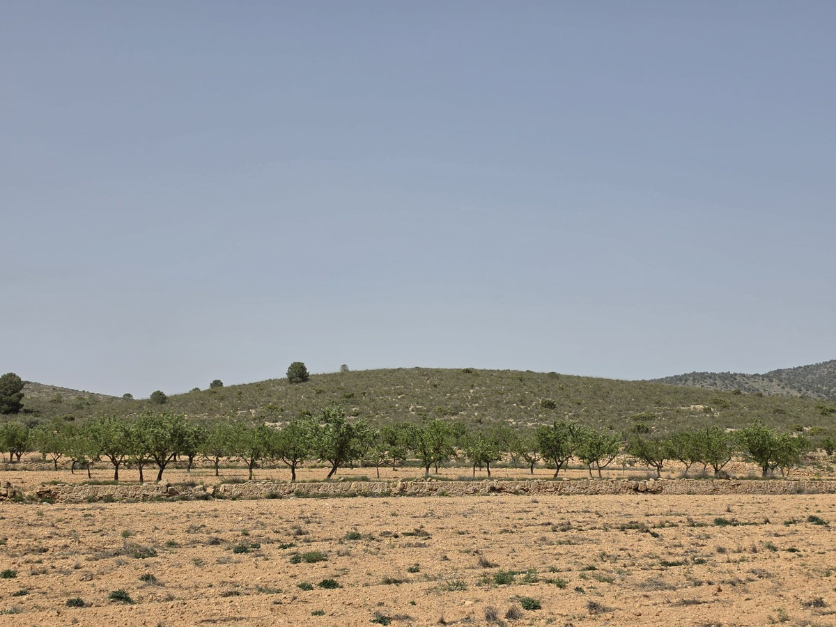 Grond te koop in Pinoso | 0 slaapkamers H5357833