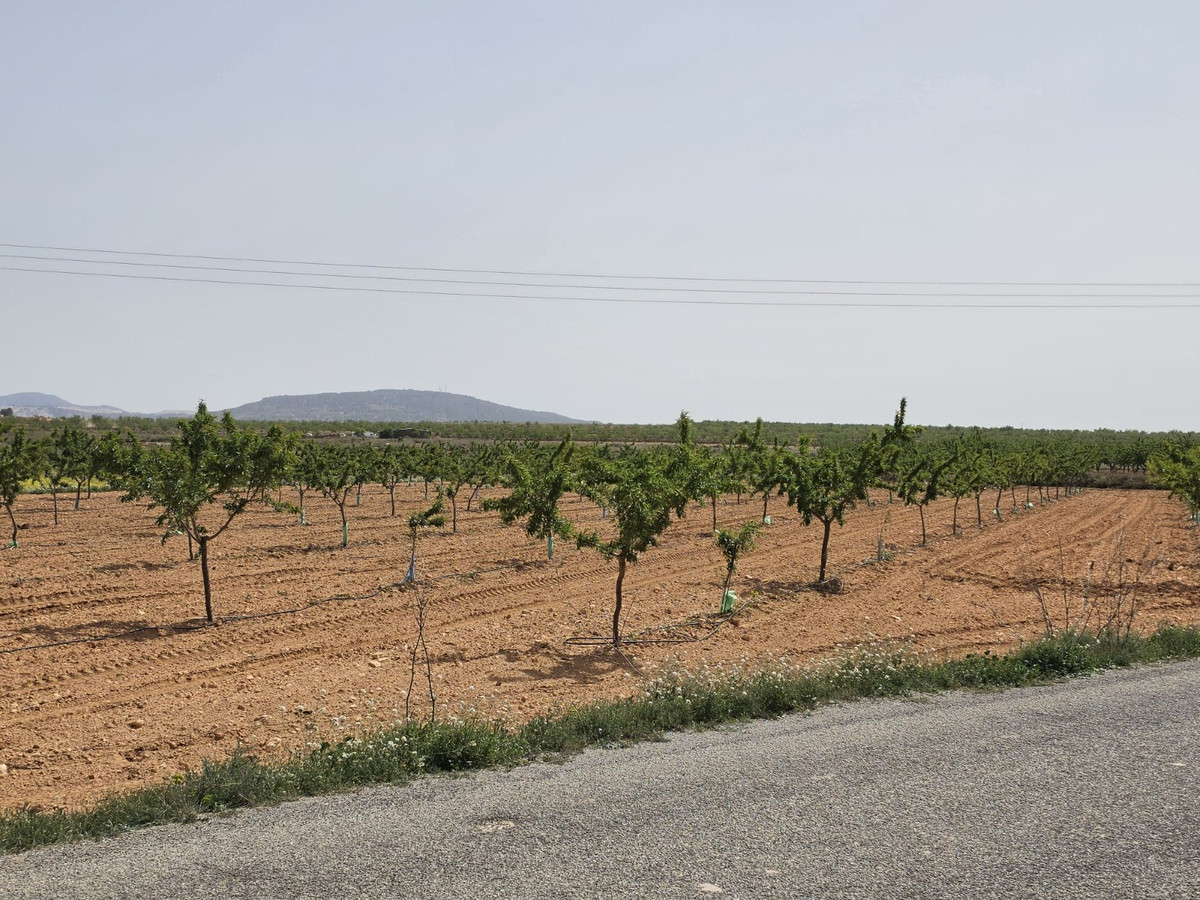 Grond te koop in Pinoso | 0 slaapkamers H5357833