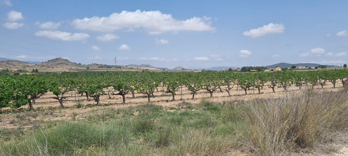 Grond te koop in Pinoso | 0 slaapkamers H5438971