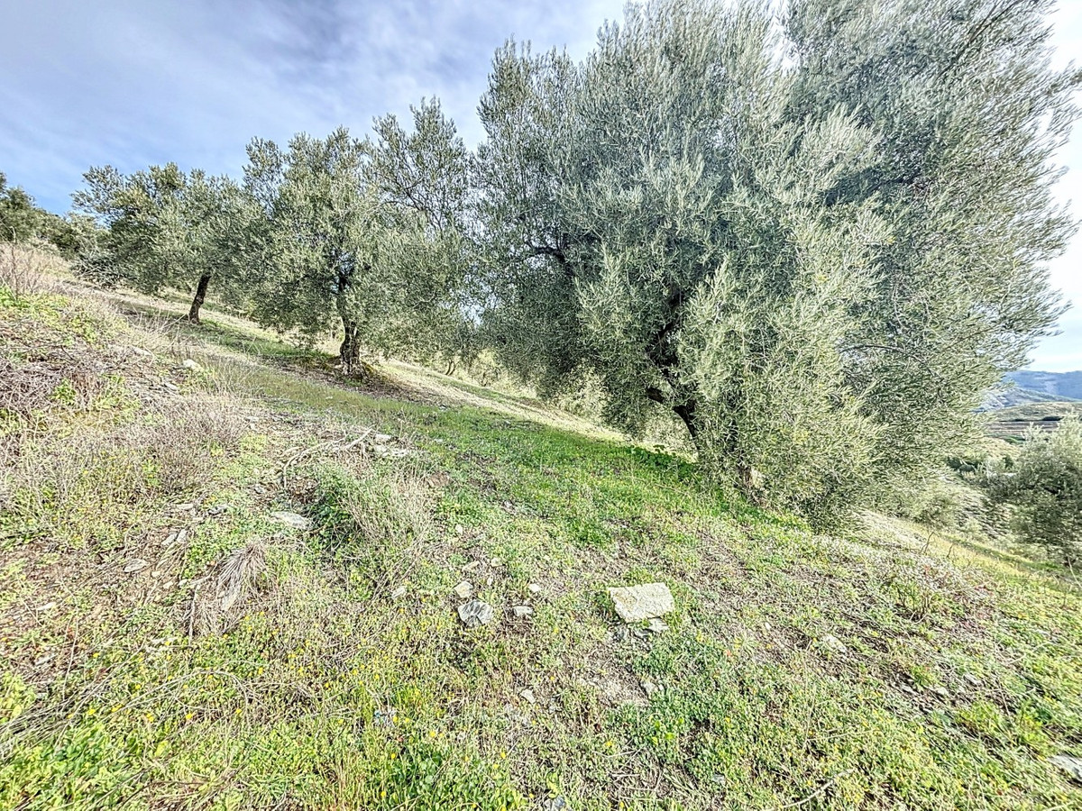 Grond in Sedella-16