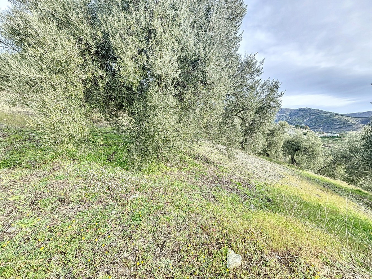 Grond in Sedella-17