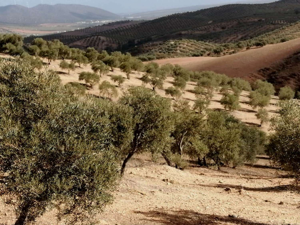 Grond in Sierra de Yeguas-1