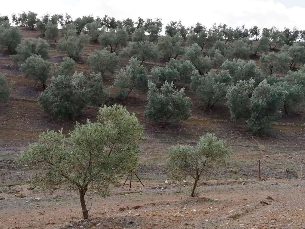 Grond in Sierra de Yeguas-10