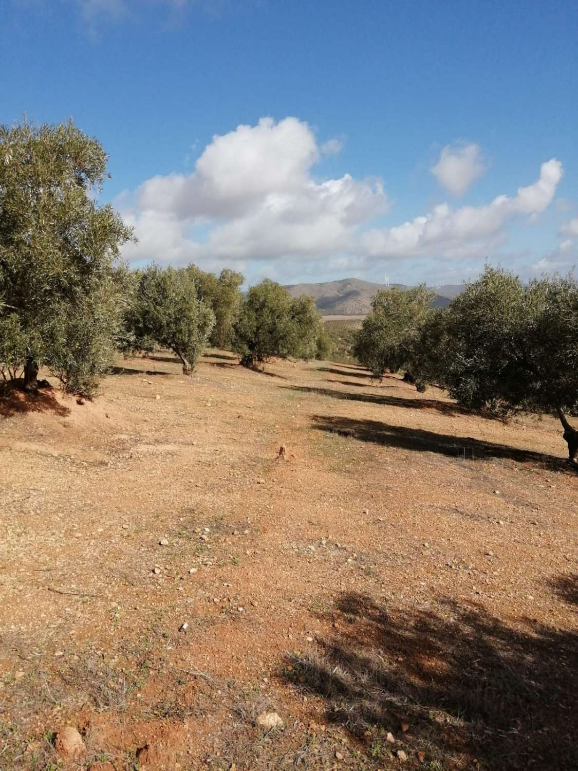 Grond in Sierra de Yeguas-11