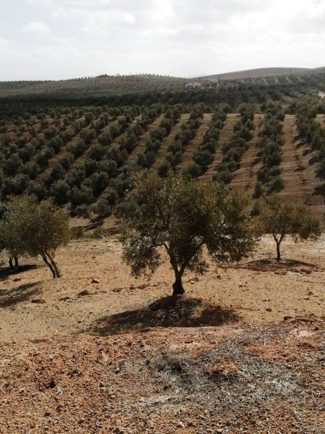 Grond in Sierra de Yeguas-12