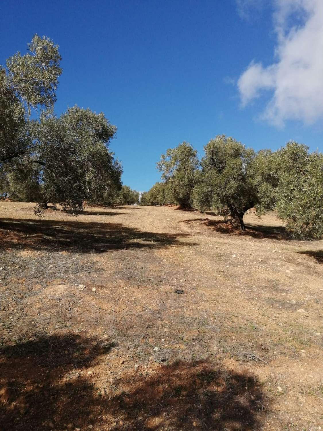 Grond in Sierra de Yeguas-13