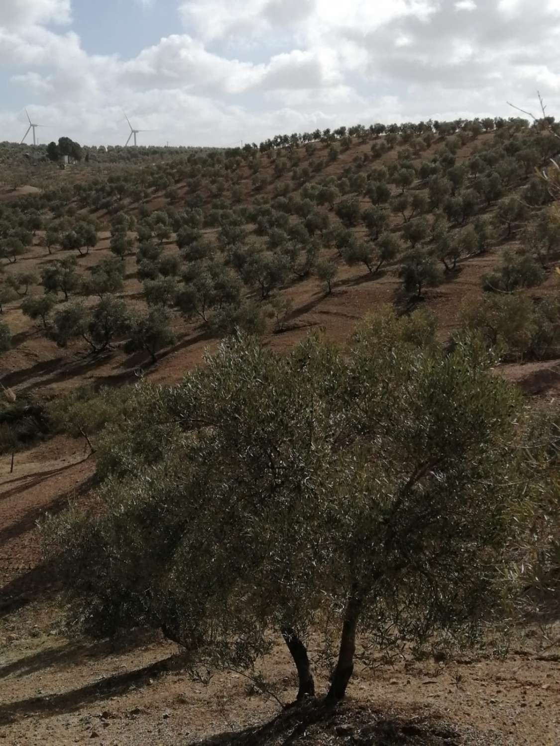 Grond in Sierra de Yeguas-16