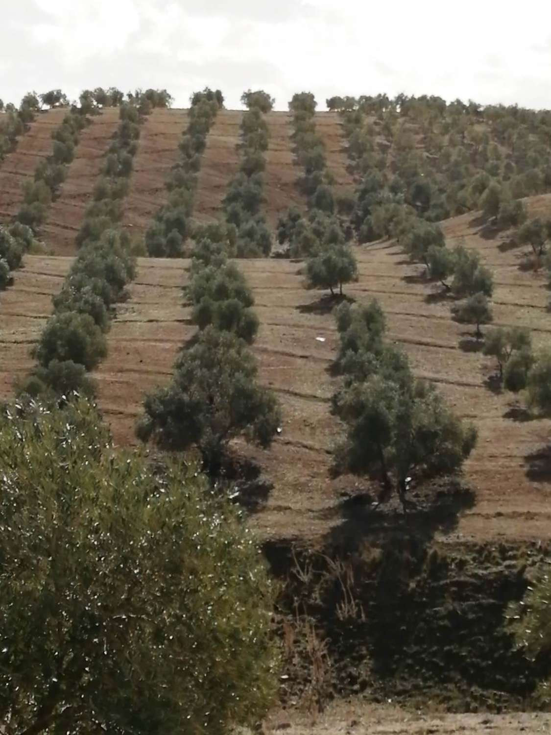 Grond in Sierra de Yeguas-20