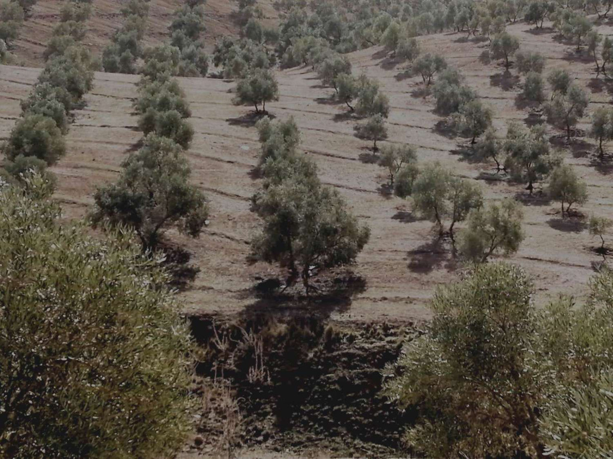 Grond in Sierra de Yeguas-21