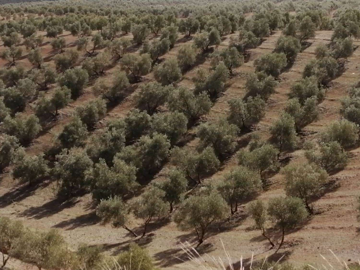 Grond in Sierra de Yeguas-22