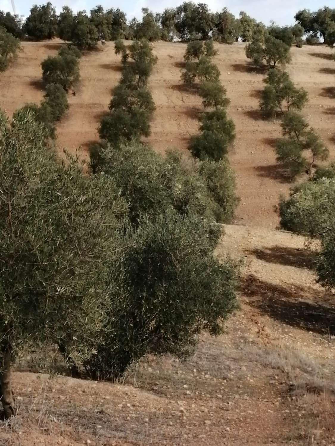 Grond in Sierra de Yeguas-4