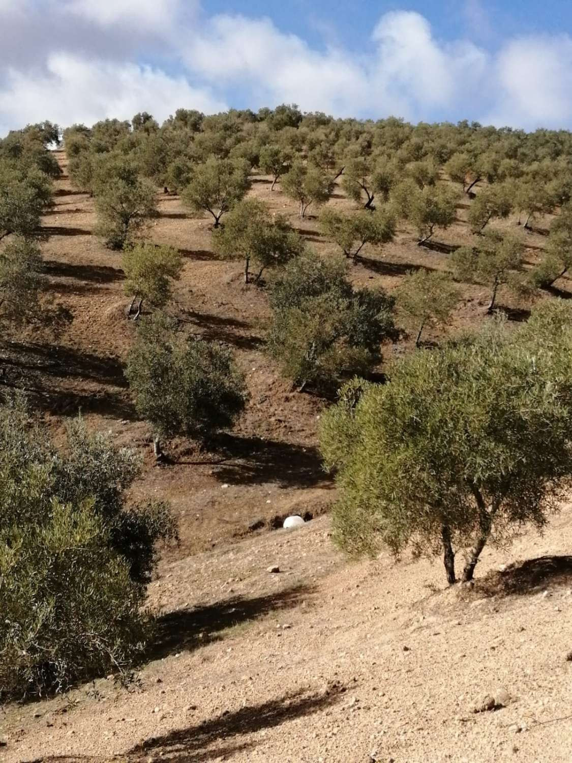 Grond in Sierra de Yeguas-5