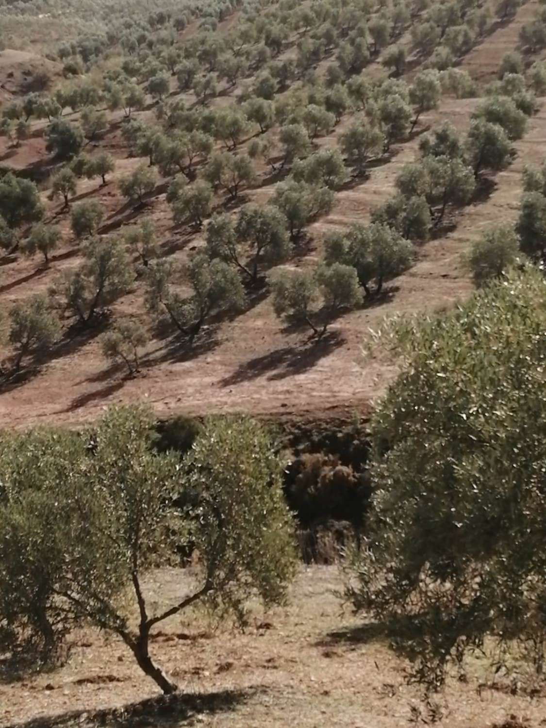 Grond in Sierra de Yeguas-6