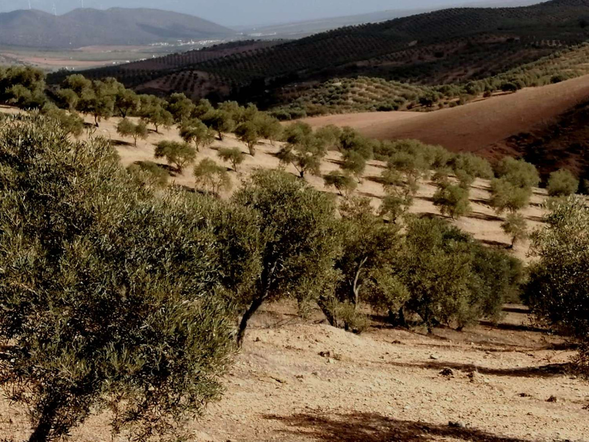 Grond in Sierra de Yeguas-7